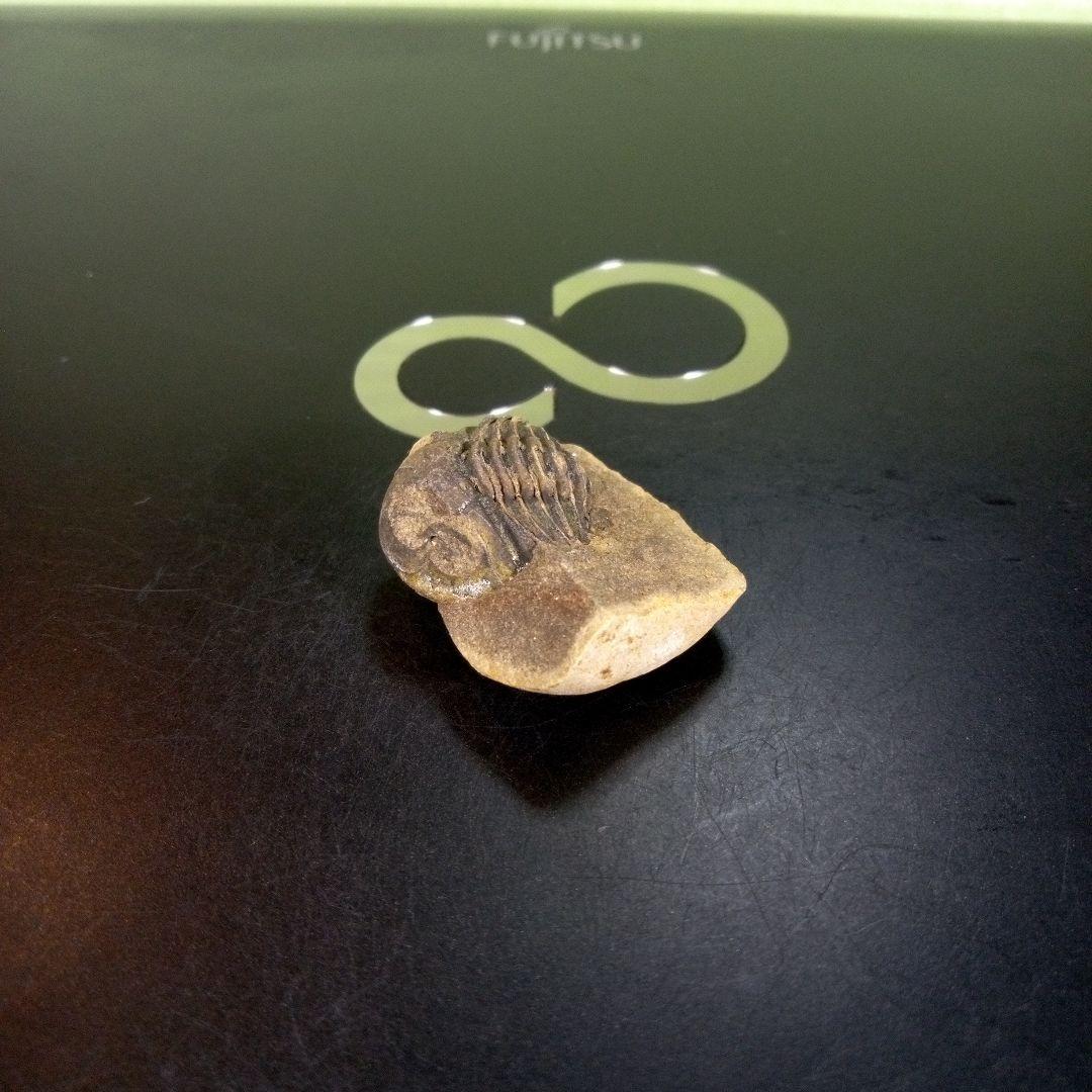 三葉虫　化石　fossil　ボリビア産　trilobite　南アメリカ化石郡⑧