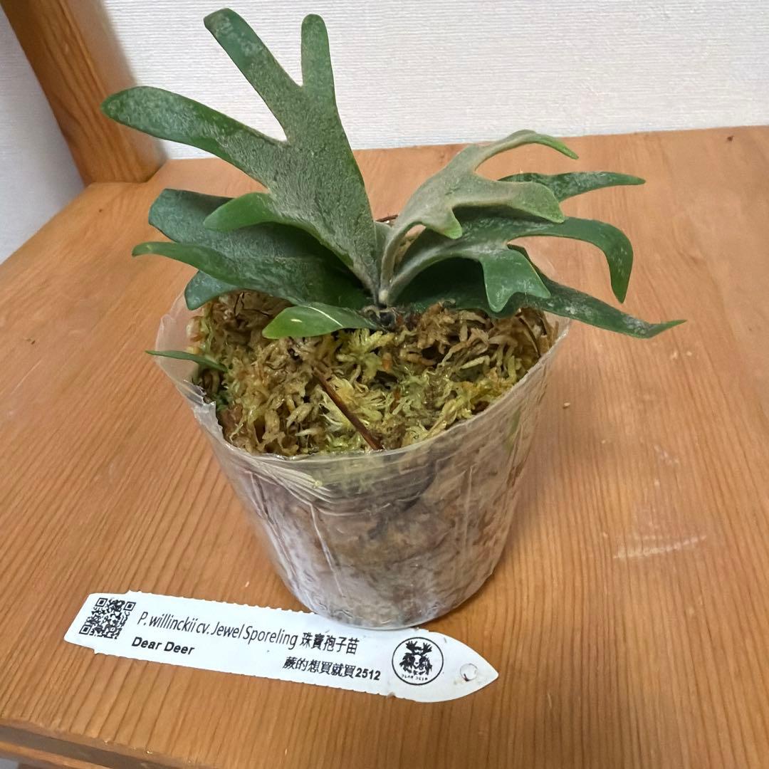 ＊P. willinckii Jewel SP 3号ポット＊