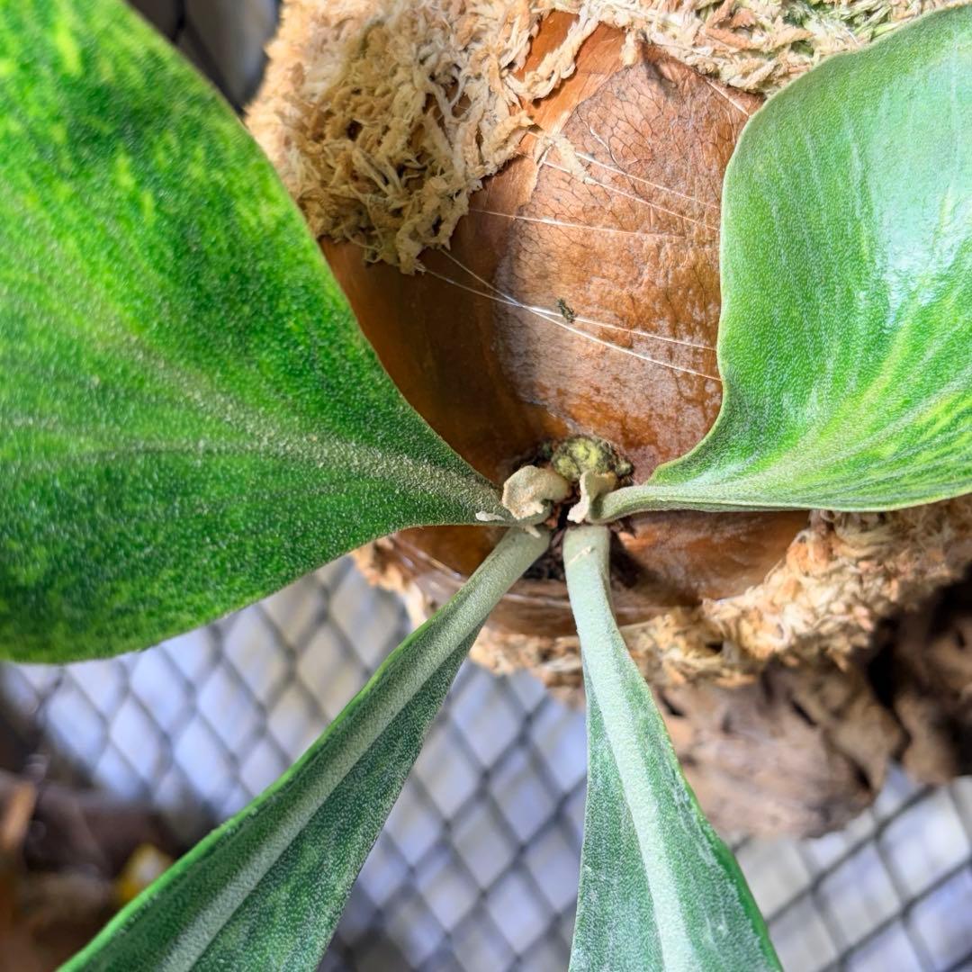 ビカクシダ P. hilli Variegata / NONAME