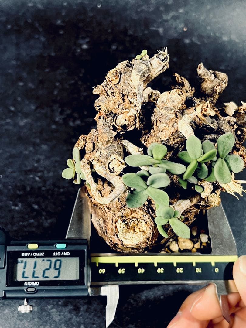 ①ケラリアピグマエア(発根株)