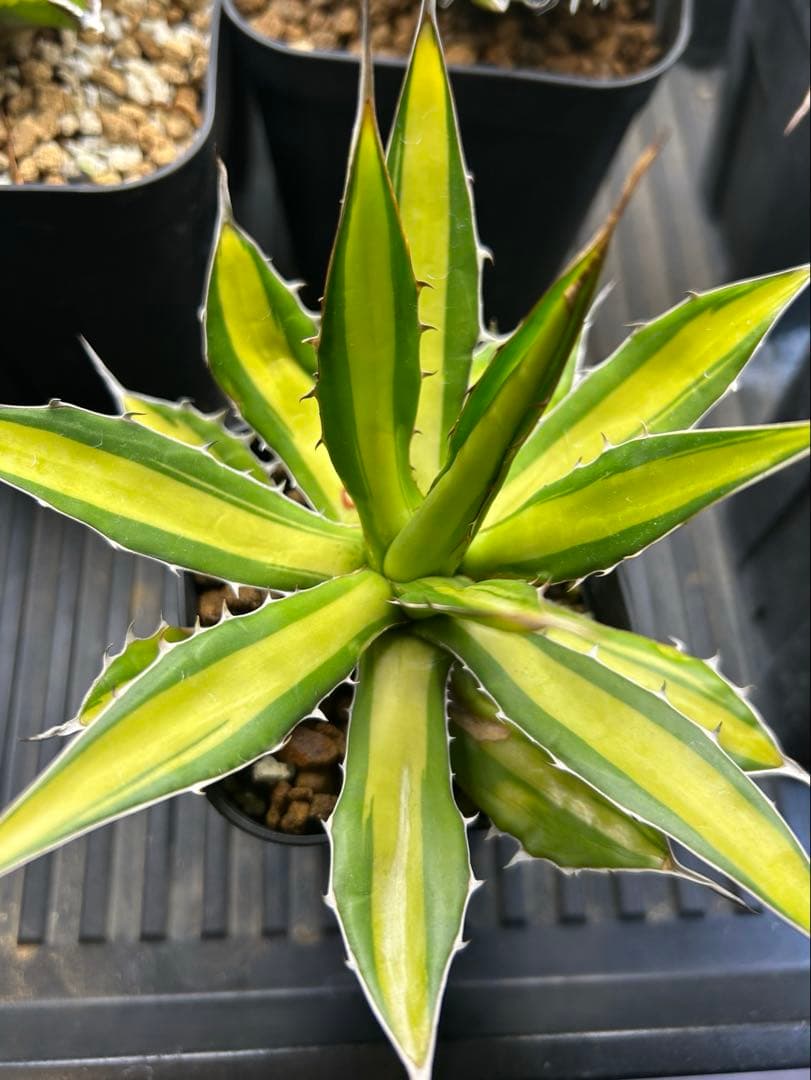 ホリダ　黄中斑　アガベ　斑入り　錦　チタノタ 多肉植物