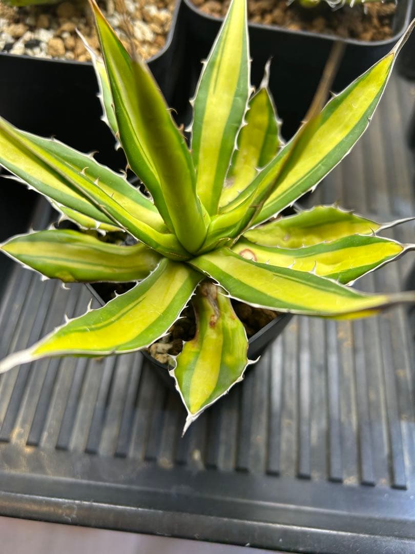 ホリダ　黄中斑　アガベ　斑入り　錦　チタノタ 多肉植物