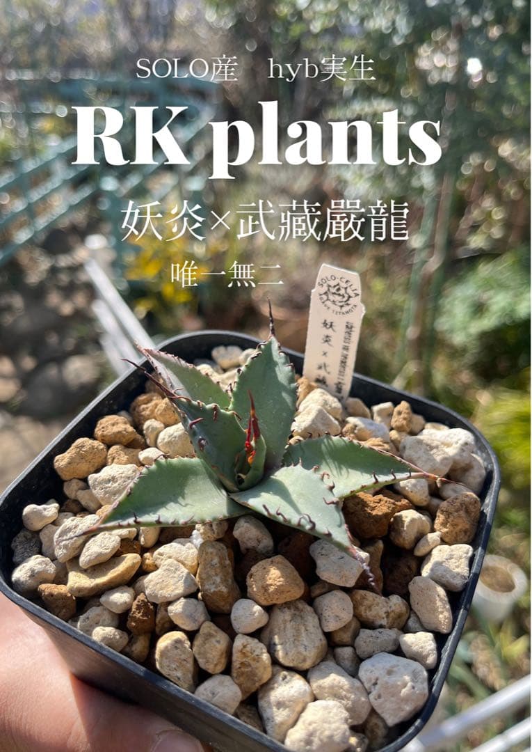 SOLO産　妖炎x武藏嚴龍　アガベ　hyb
