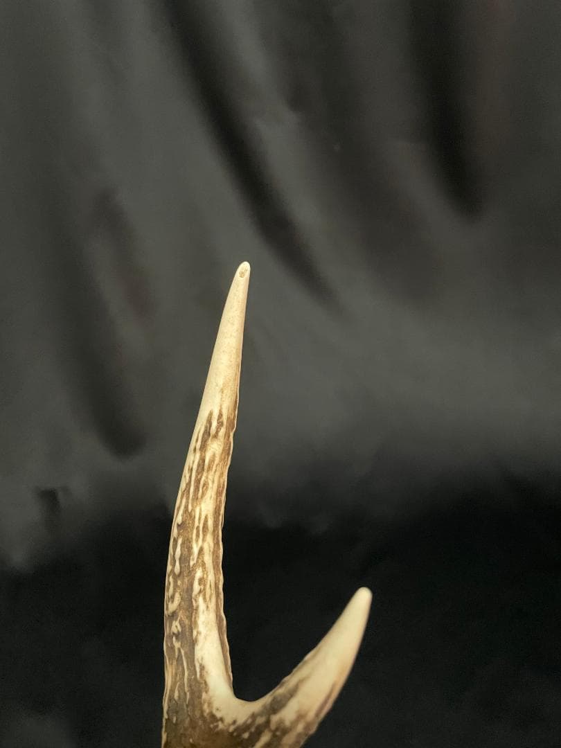 【日本鹿】3段角の日本鹿の頭蓋骨