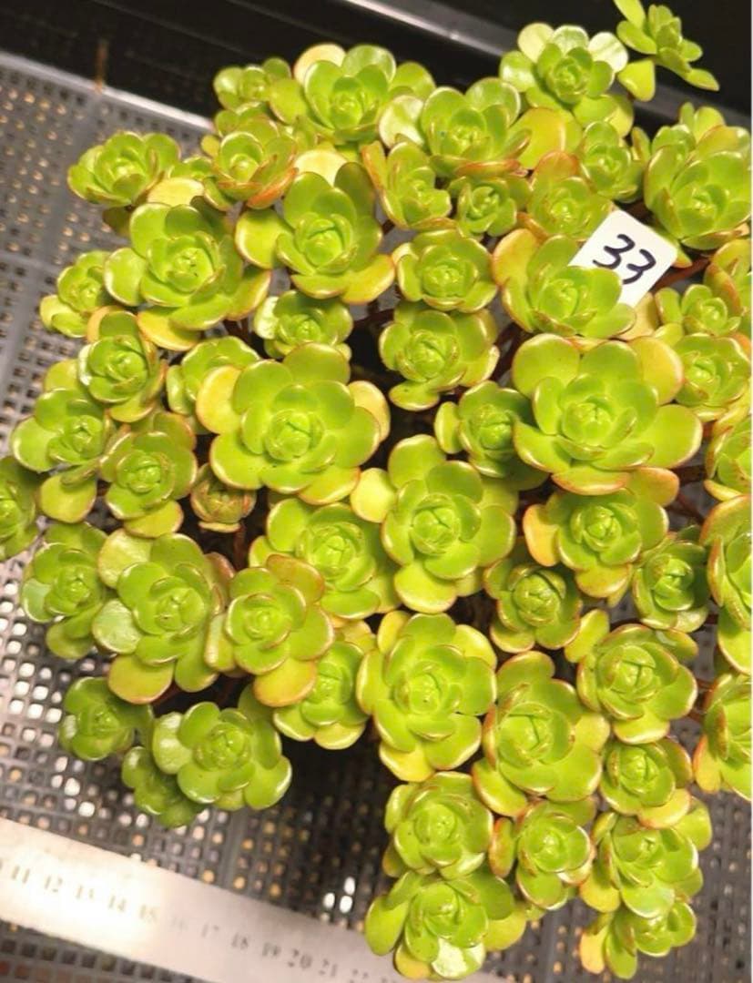 33#多肉植物アエオニウム錦❤️ サンデルシ— ❤️ 60-70頭21cm 拔き苗