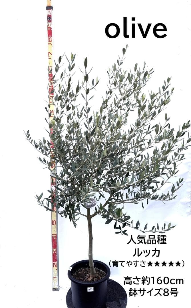 オリーブの木　ルッカ　8号　約160cm　K-280　人気品種　現品掲載