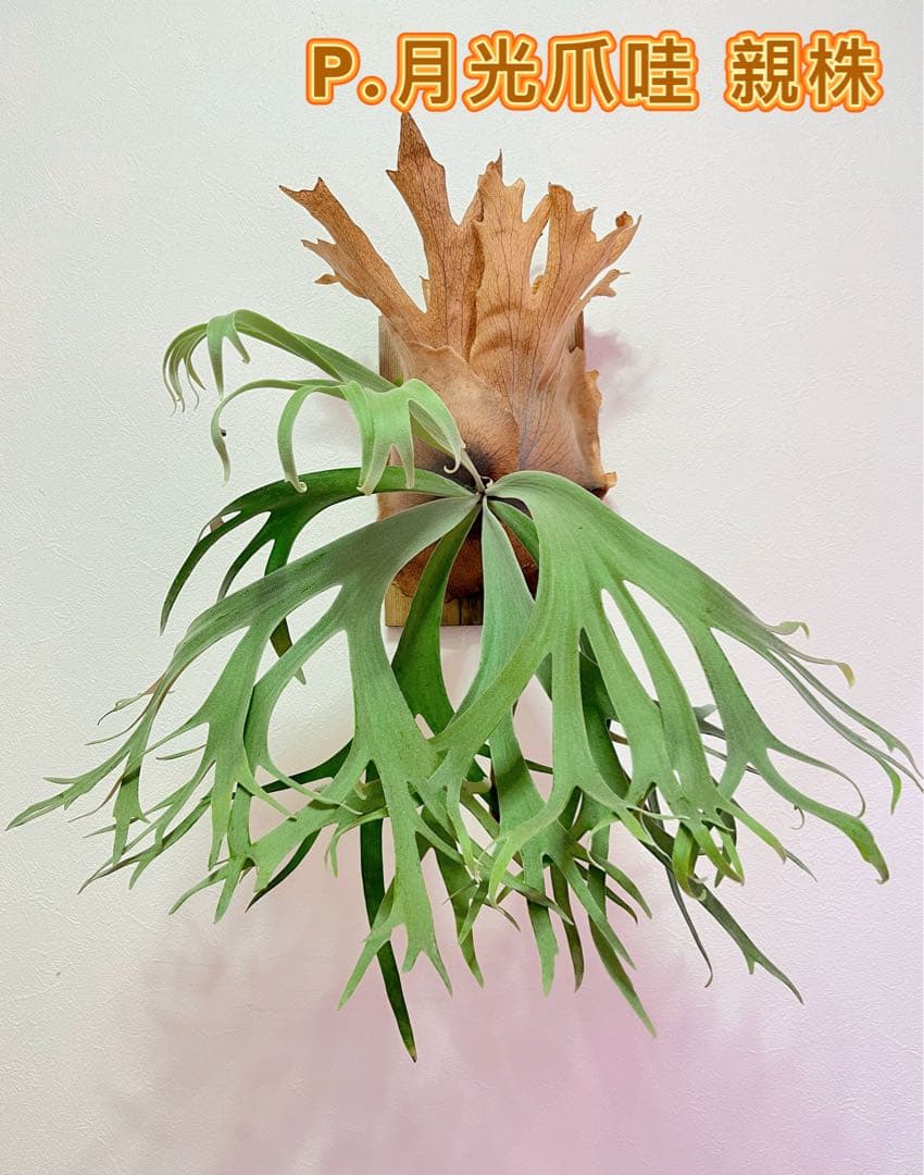 ビカクシダ　P.月光爪哇　OC 株分け子株