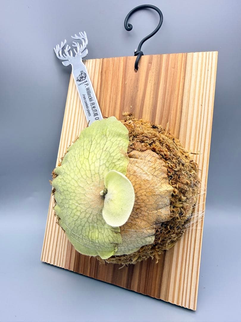 ビカクシダ　P.月光爪哇　OC 株分け子株