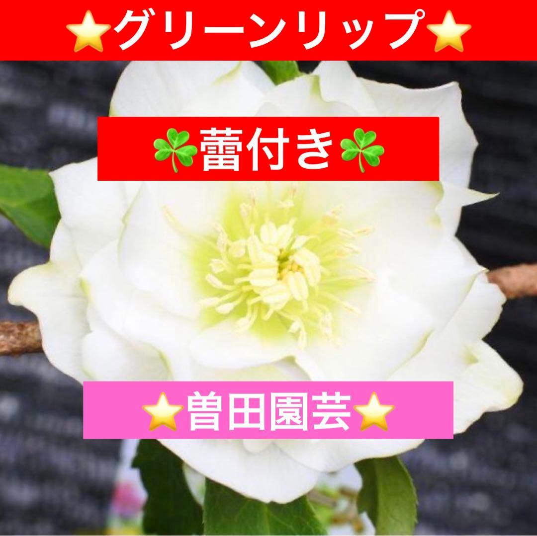 ヒ*イ様 ☘️蕾付き☘️3367⭐️グリーンリップ⭐️ 曽田園芸⭐️