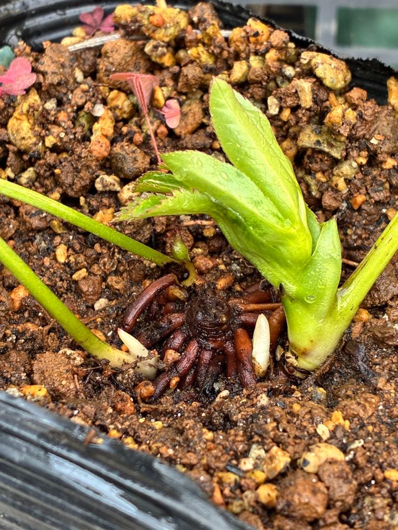 ヒ*イ様 ☘️蕾付き☘️3367⭐️グリーンリップ⭐️ 曽田園芸⭐️