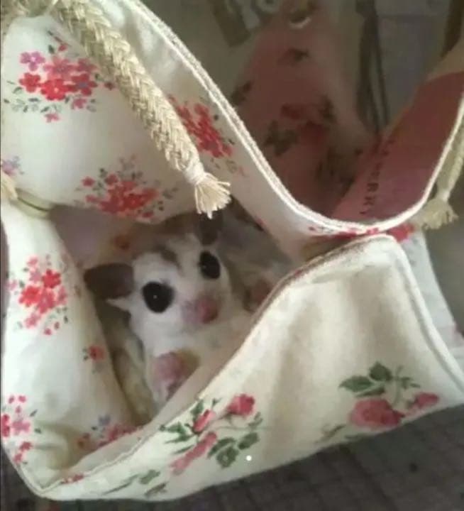 モモンガハウス（ニコちゃん星柄・Ⅱ‐1）   秋・春仕様  1950円