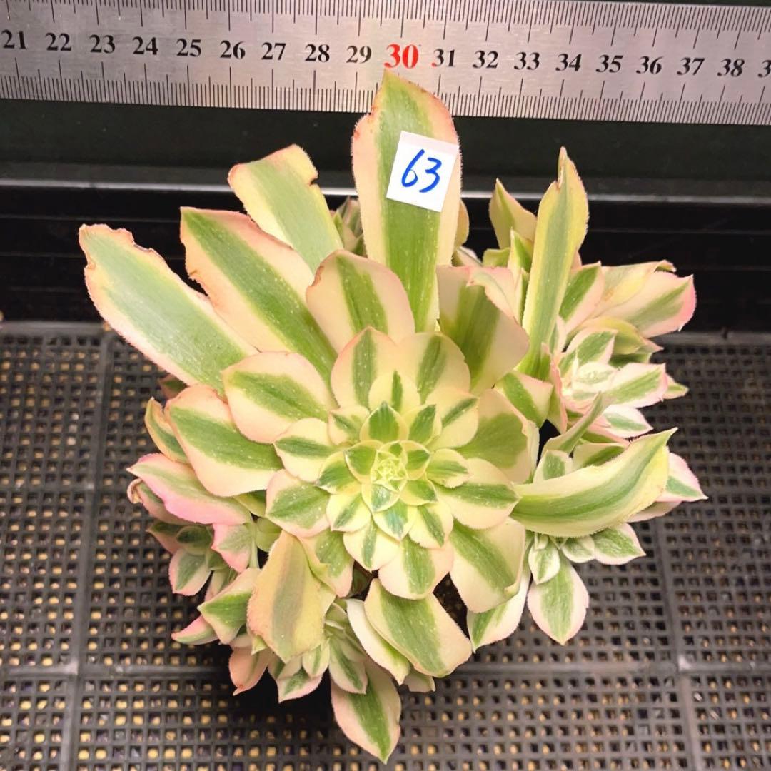 63#多肉植物アエオニウム錦❤️鲸落❤️10頭18cm 拔き苗