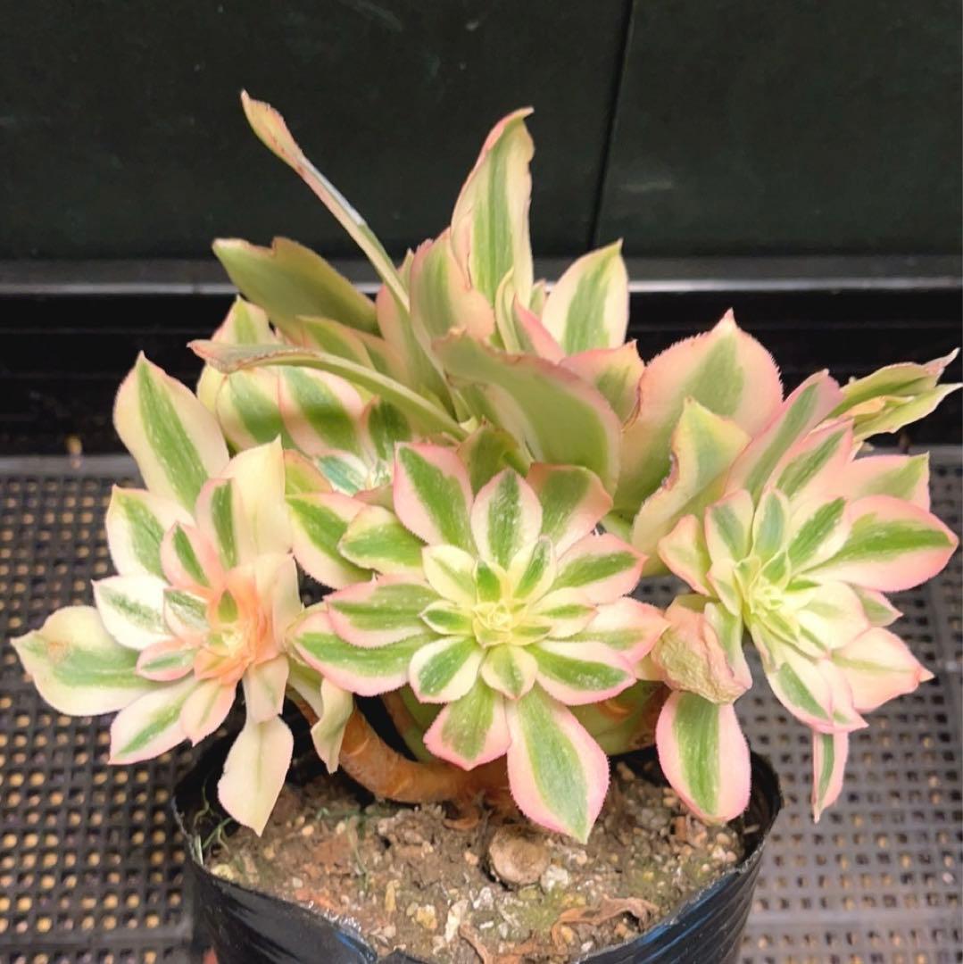 63#多肉植物アエオニウム錦❤️鲸落❤️10頭18cm 拔き苗