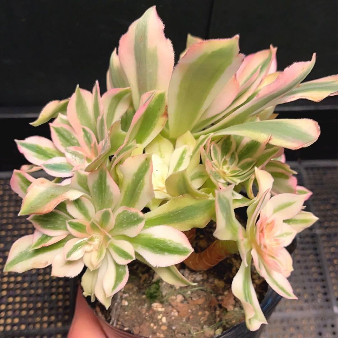 63#多肉植物アエオニウム錦❤️鲸落❤️10頭18cm 拔き苗