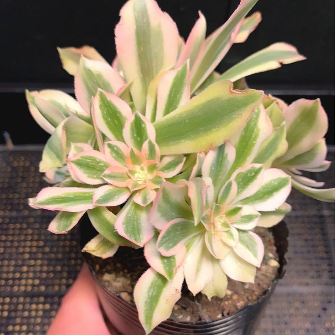63#多肉植物アエオニウム錦❤️鲸落❤️10頭18cm 拔き苗
