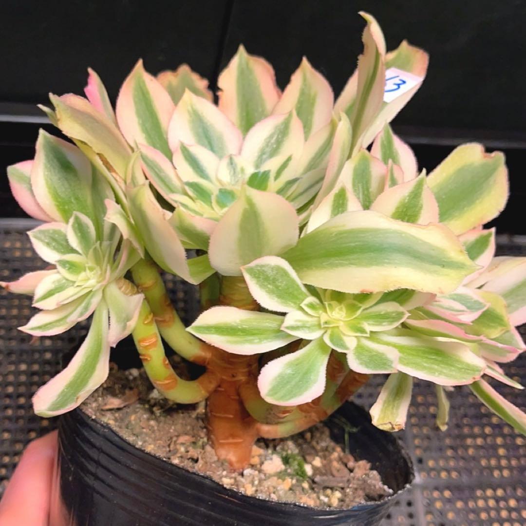 63#多肉植物アエオニウム錦❤️鲸落❤️10頭18cm 拔き苗