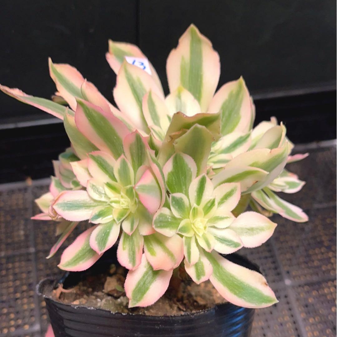 63#多肉植物アエオニウム錦❤️鲸落❤️10頭18cm 拔き苗