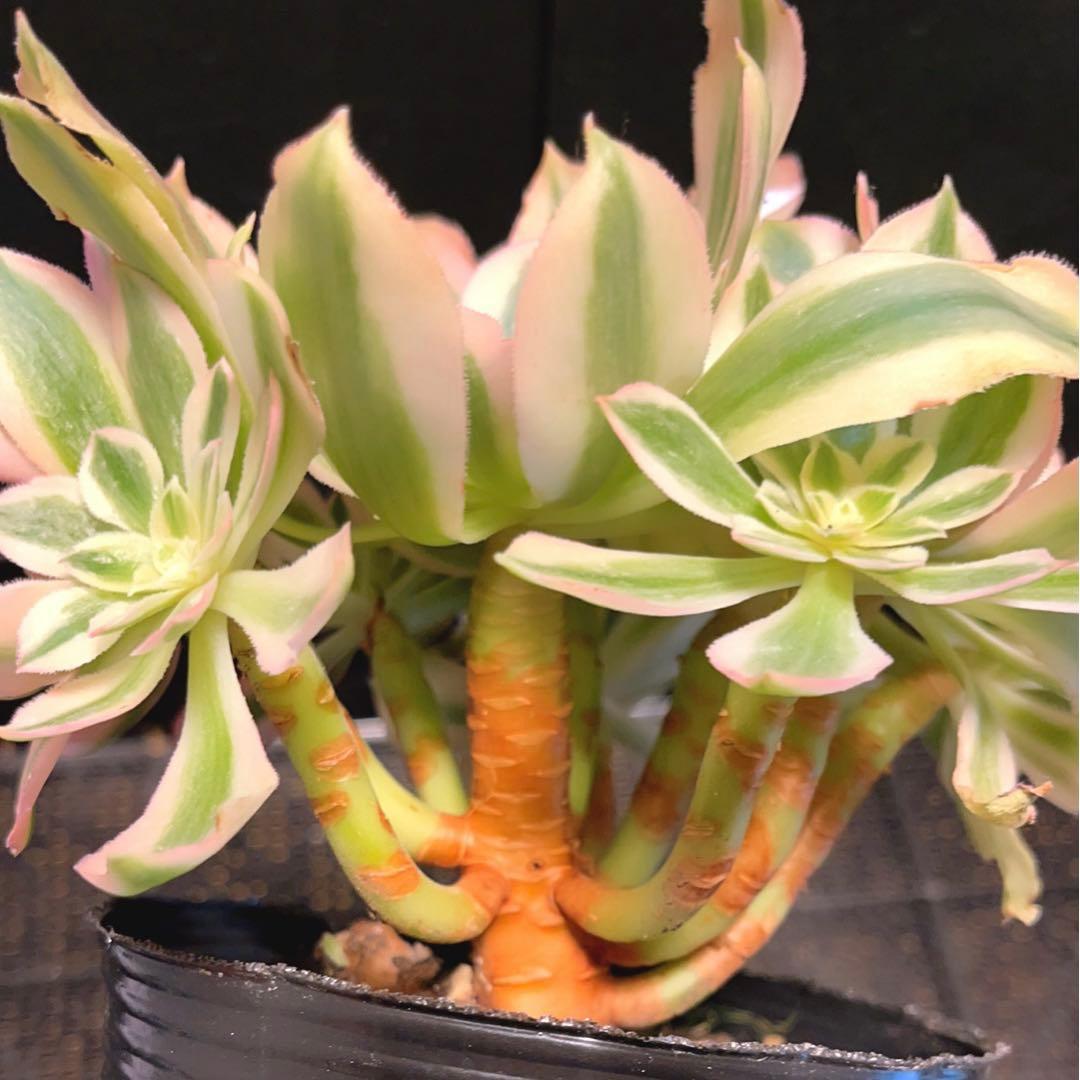 63#多肉植物アエオニウム錦❤️鲸落❤️10頭18cm 拔き苗