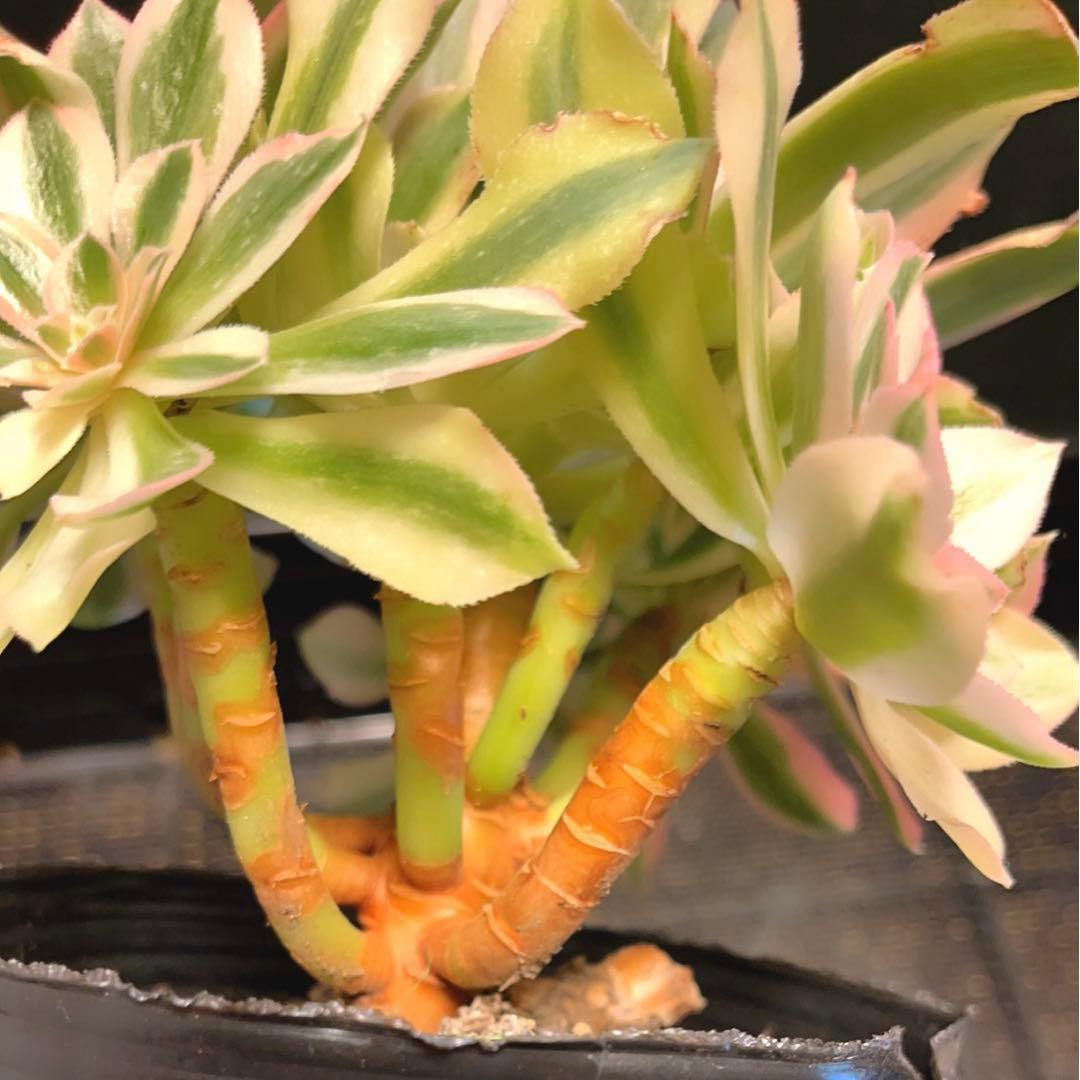 63#多肉植物アエオニウム錦❤️鲸落❤️10頭18cm 拔き苗