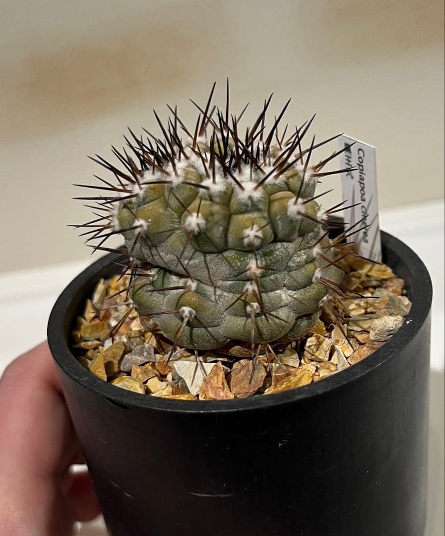 黒王丸実生　モンスト？