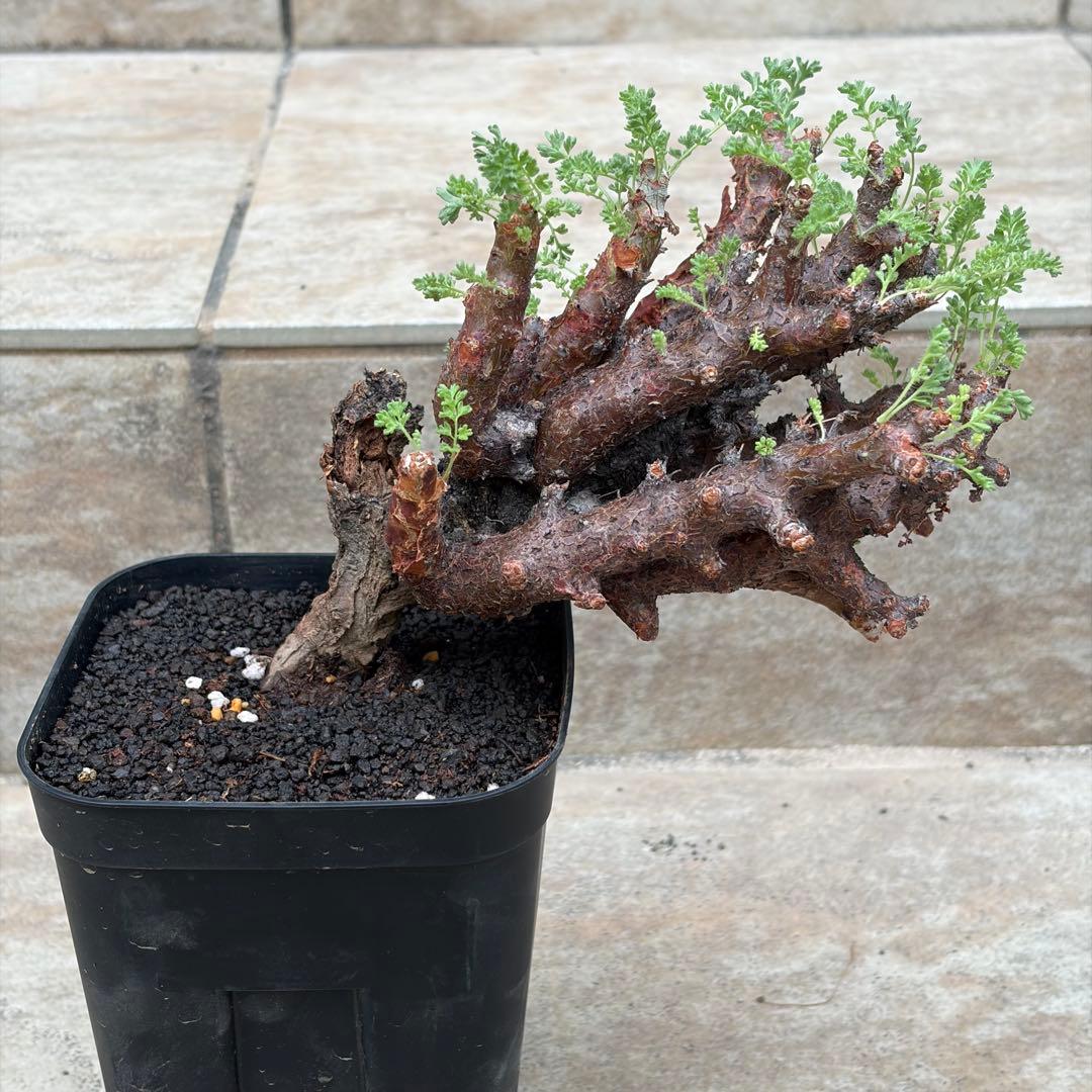 ペラルゴニウム　アルテルナンス　約3.5号鉢　No.003　鉢、送料込