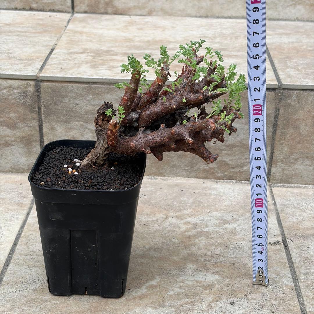 ペラルゴニウム　アルテルナンス　約3.5号鉢　No.003　鉢、送料込