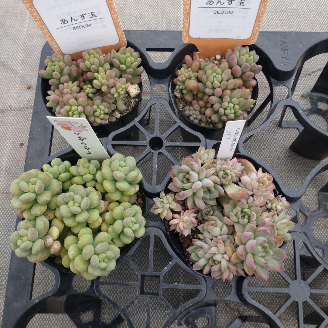 みのむしさん専用