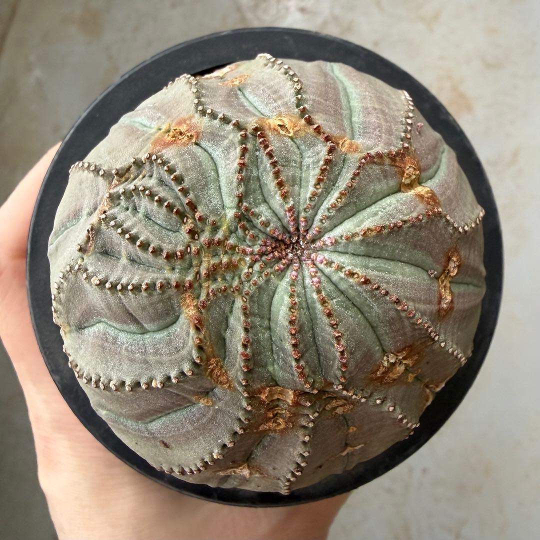 ユーフォルビア オベサ モンスト 大株