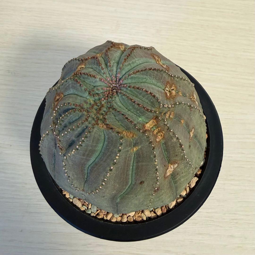 ユーフォルビア オベサ モンスト 大株