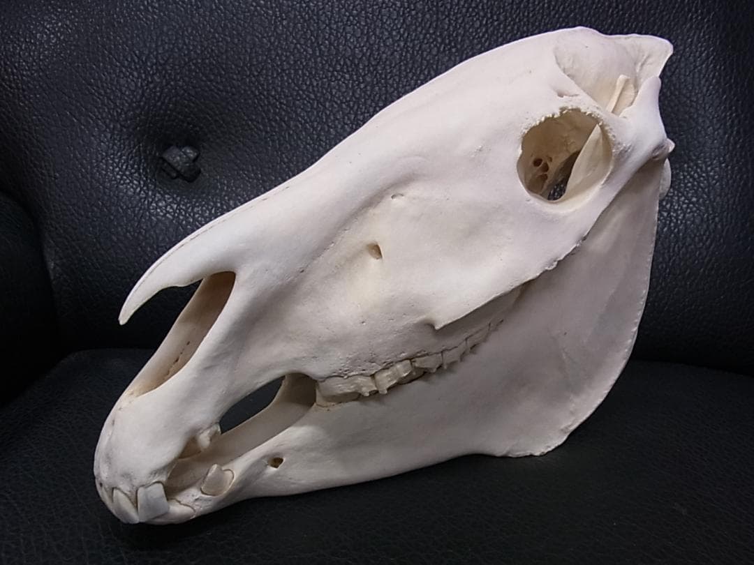 アフリカ　サバンナシマウマ 頭骨