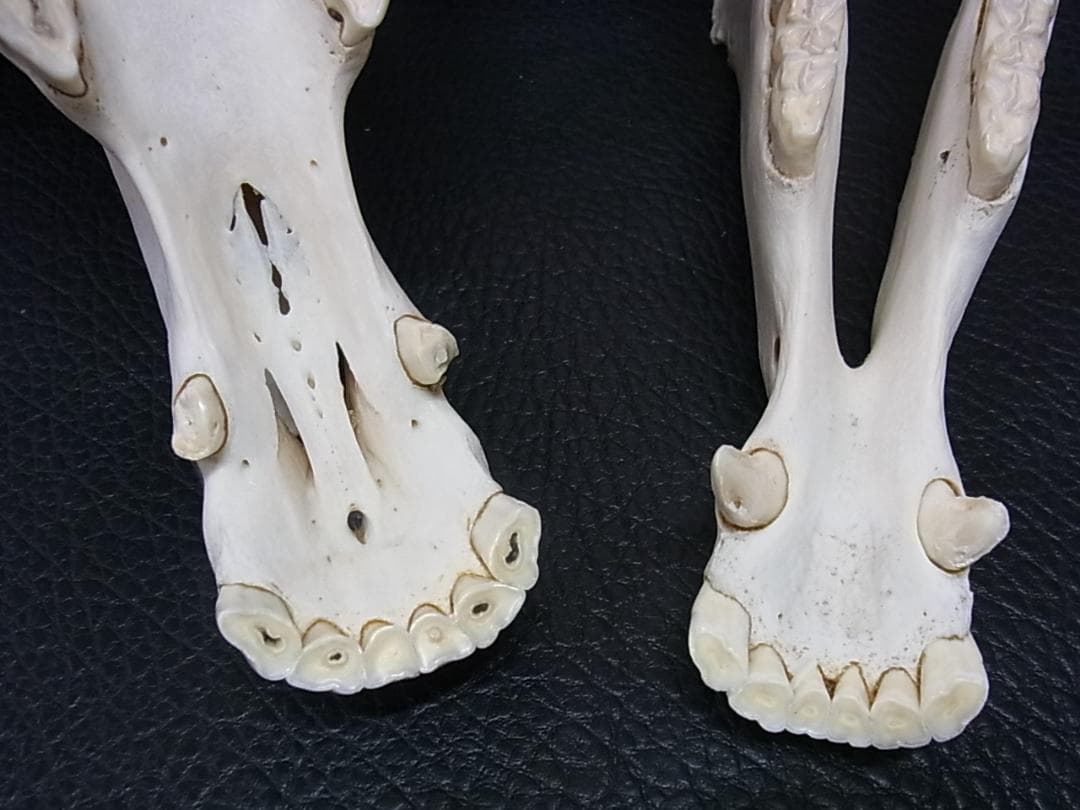 アフリカ　サバンナシマウマ 頭骨
