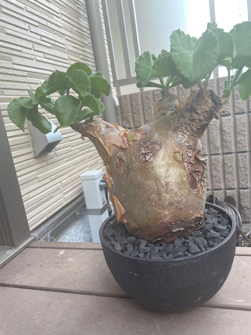 超特大 現地球 発根済み キフォステンマ マクロプス 山中勇人 y鉢付き