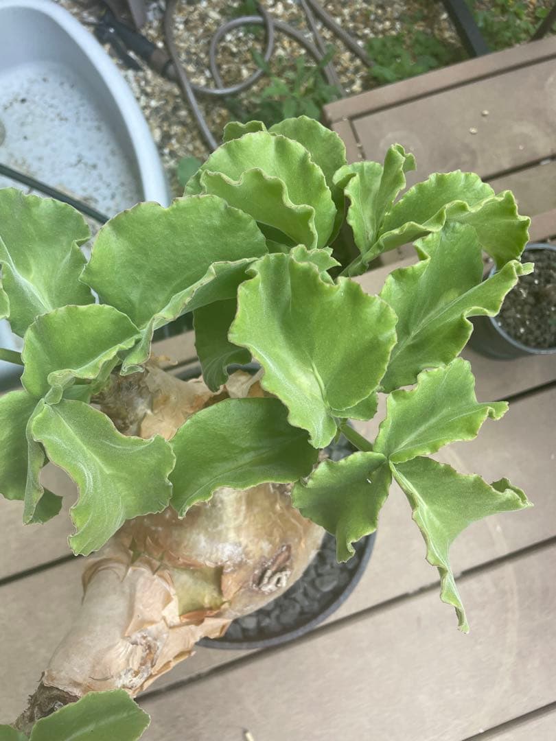 超特大 現地球 発根済み キフォステンマ マクロプス 山中勇人 y鉢付き