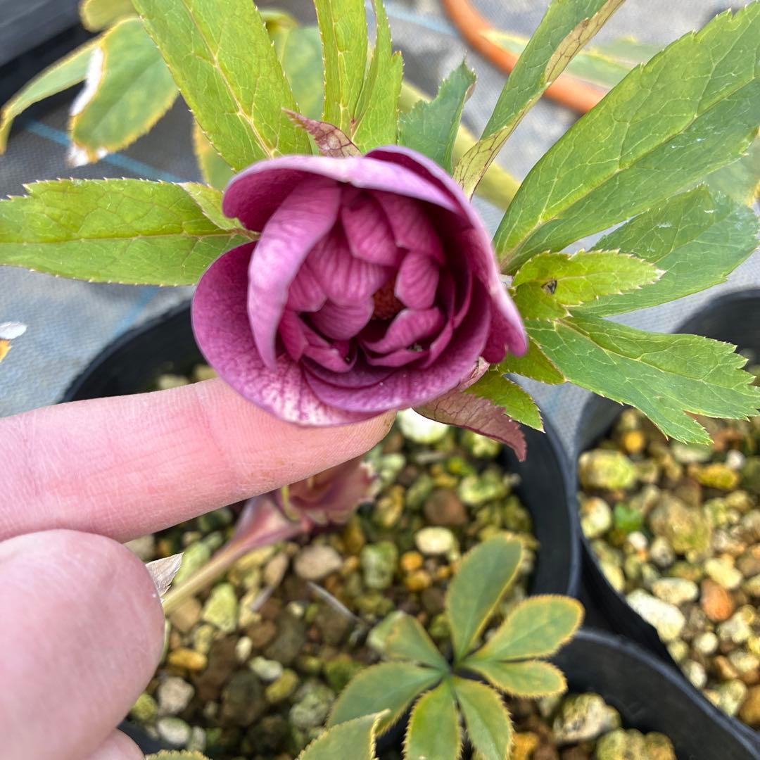 クリスマスローズ　３種　ダブルオーレア　4.5寸　お値下げ可能