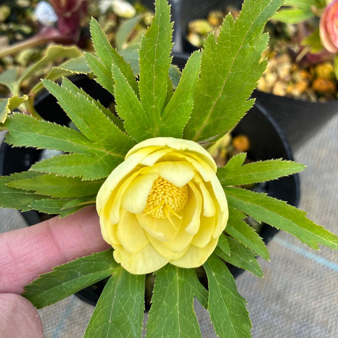 クリスマスローズ　３種　ダブルオーレア　4.5寸　お値下げ可能