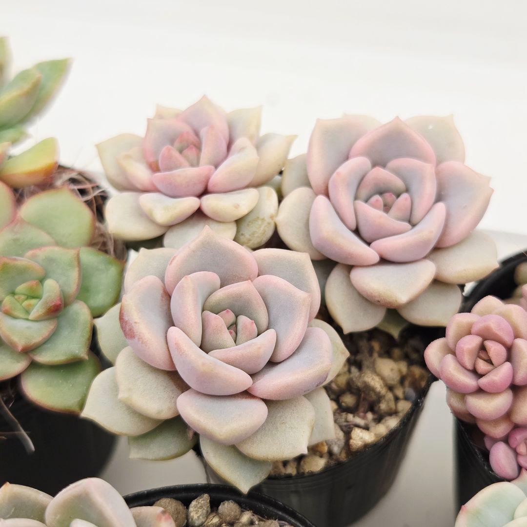 みー❀✼❅様全16苗⑧つぶつぶ屋さん キャラット❣️あられ❣️発根済ネコポス込