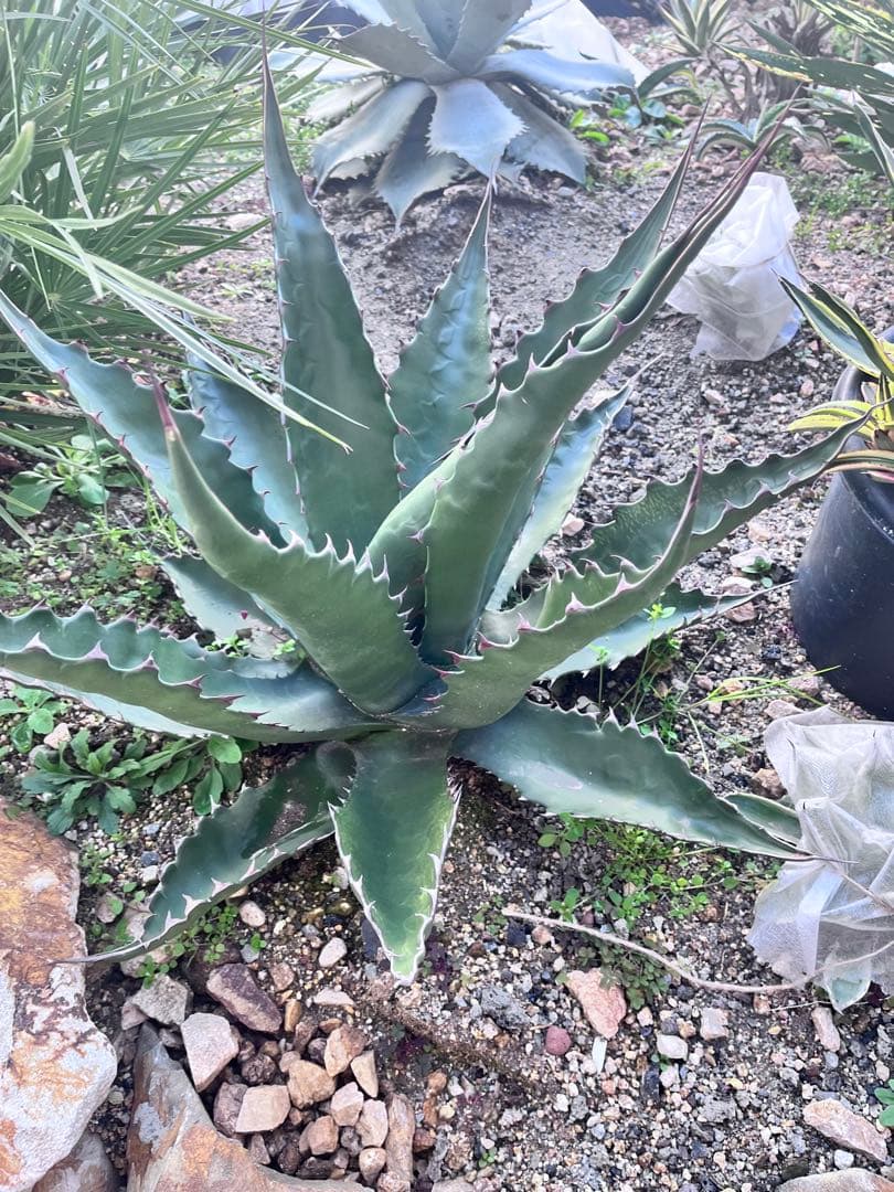 アガベ　ジェントリージョーズ