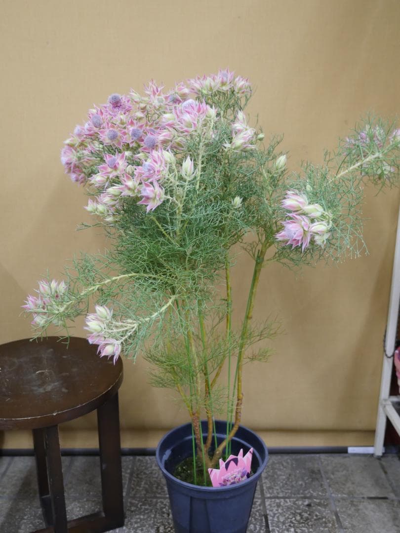 セルリア　ブラッシングブライト　ピンク　7号鉢　約90センチ　3