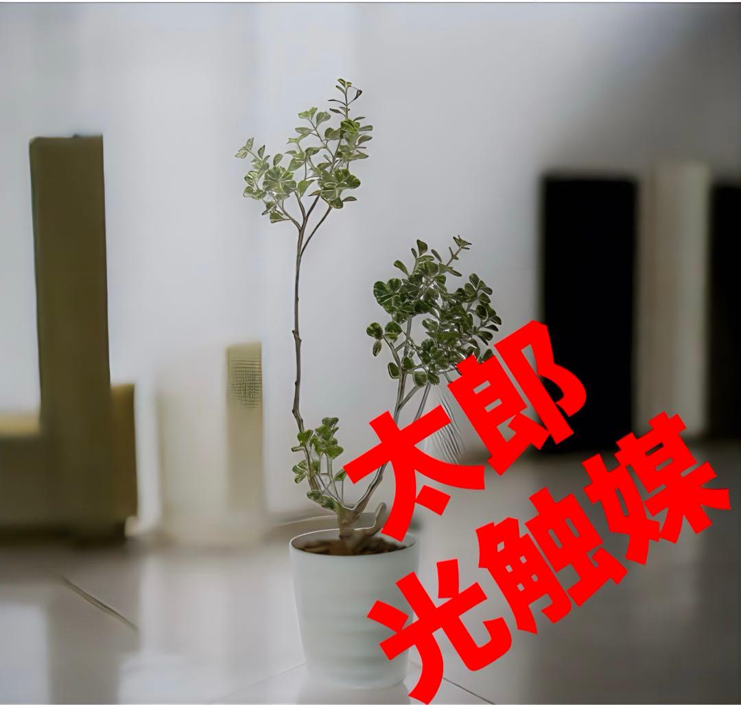 光触媒　人工観葉植物　ウォールグリーン　フェイクグリーン　フィカストライアングル