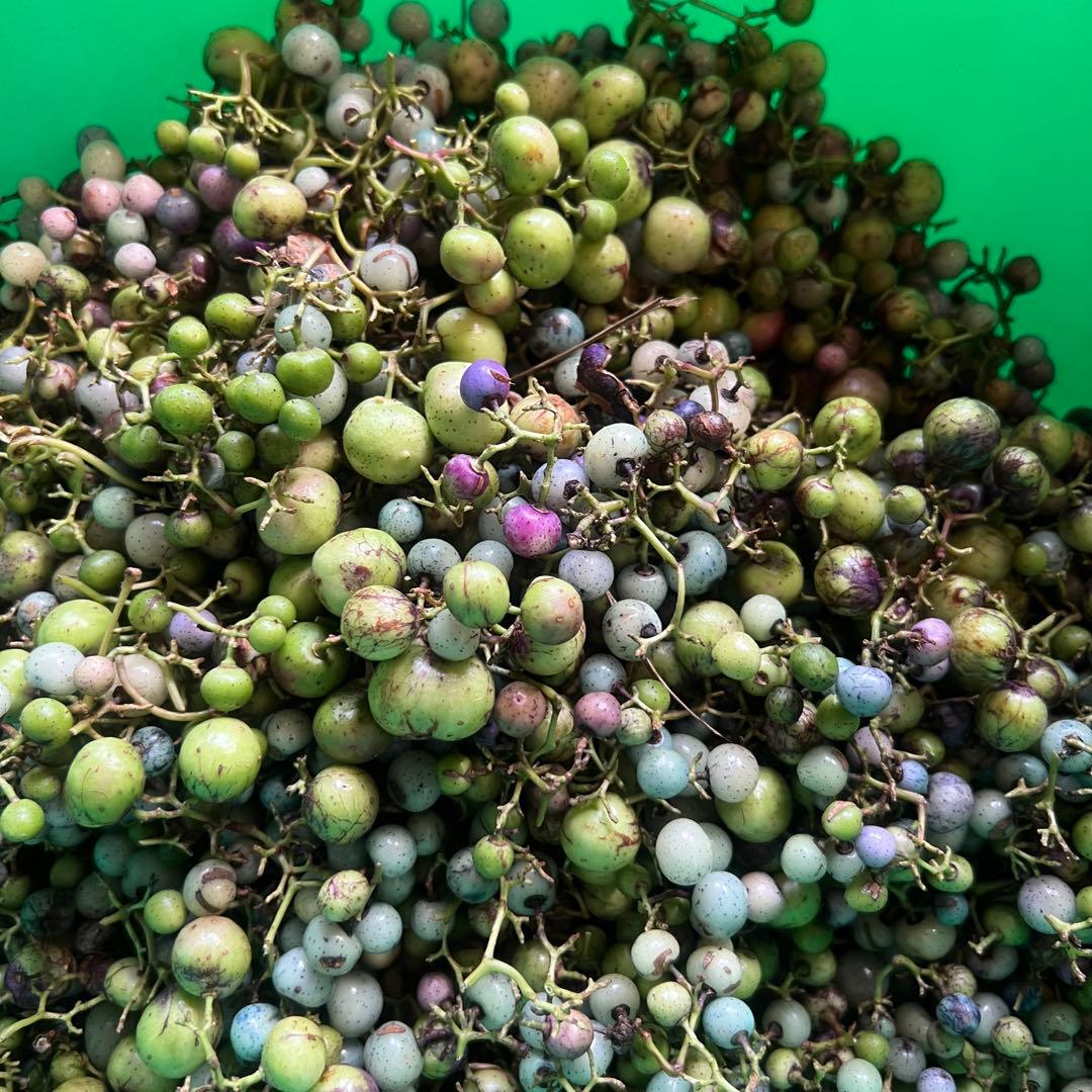 岩手県産 3kg 野ぶどう うまぶどう　冷凍クール便　薬膳　うまぶどう酒