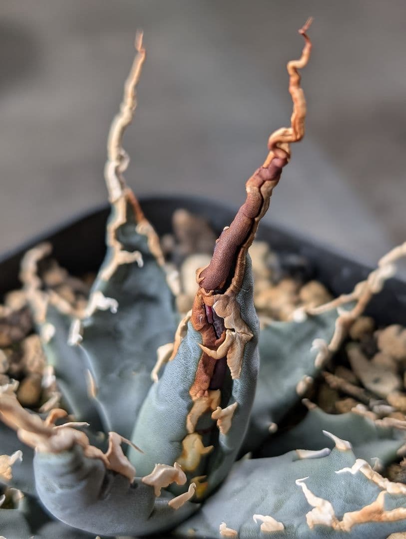 アガベ　エボリスピナ　実生　陽炎　青葉　A3 鉢ごと