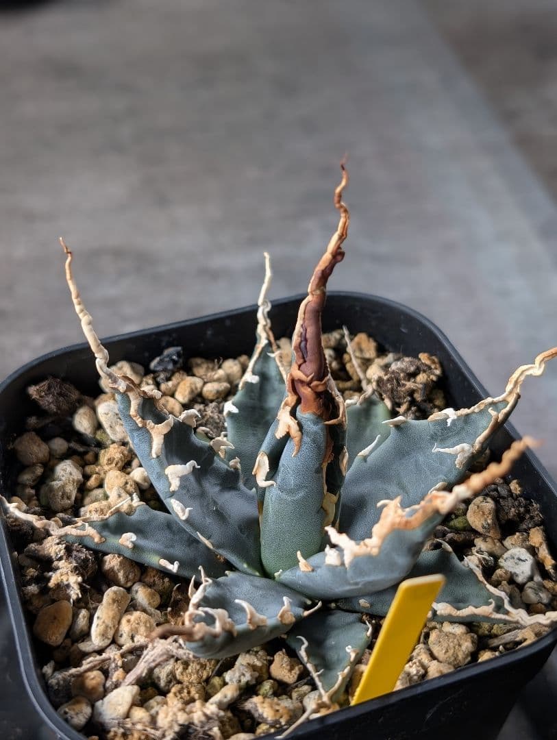 アガベ　エボリスピナ　実生　陽炎　青葉　A3 鉢ごと