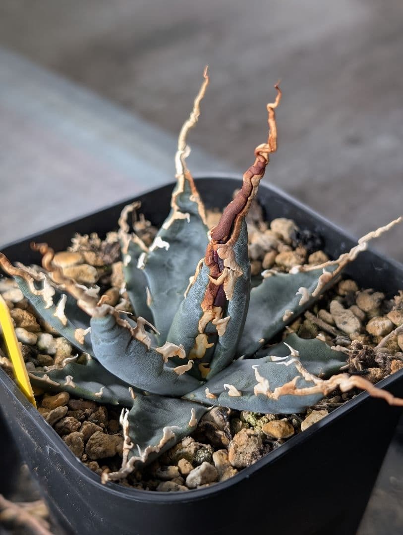 アガベ　エボリスピナ　実生　陽炎　青葉　A3 鉢ごと