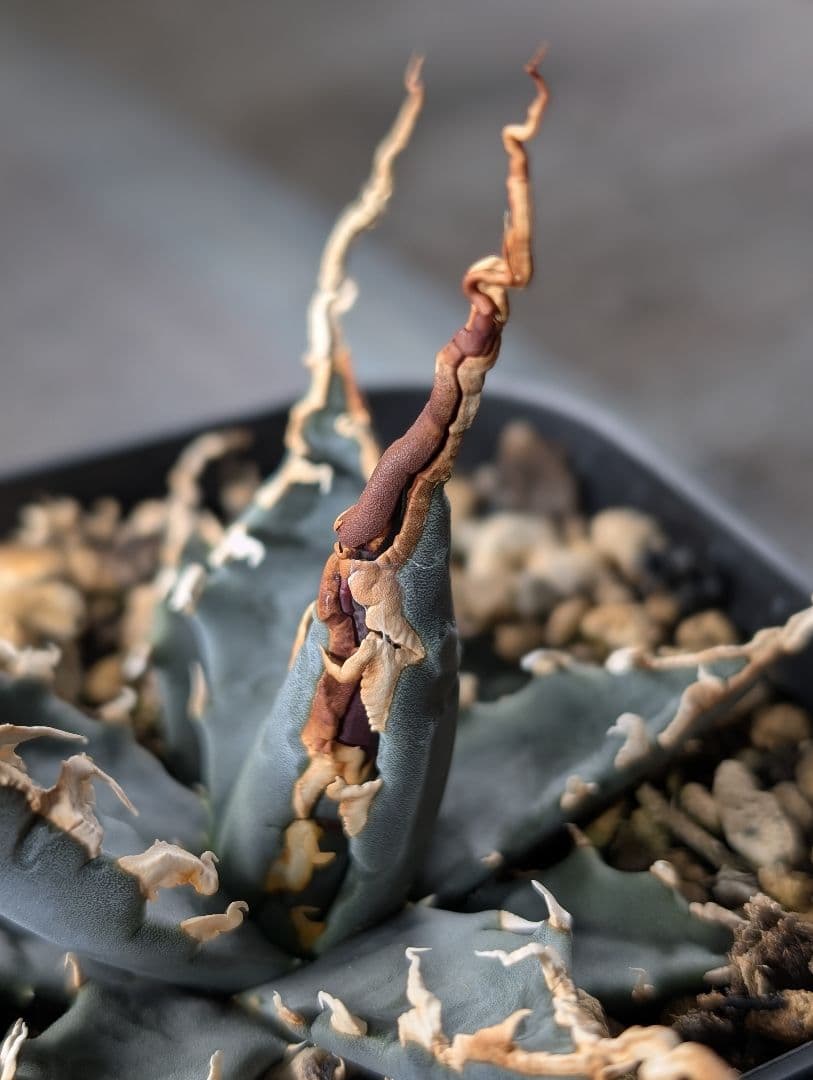 アガベ　エボリスピナ　実生　陽炎　青葉　A3 鉢ごと