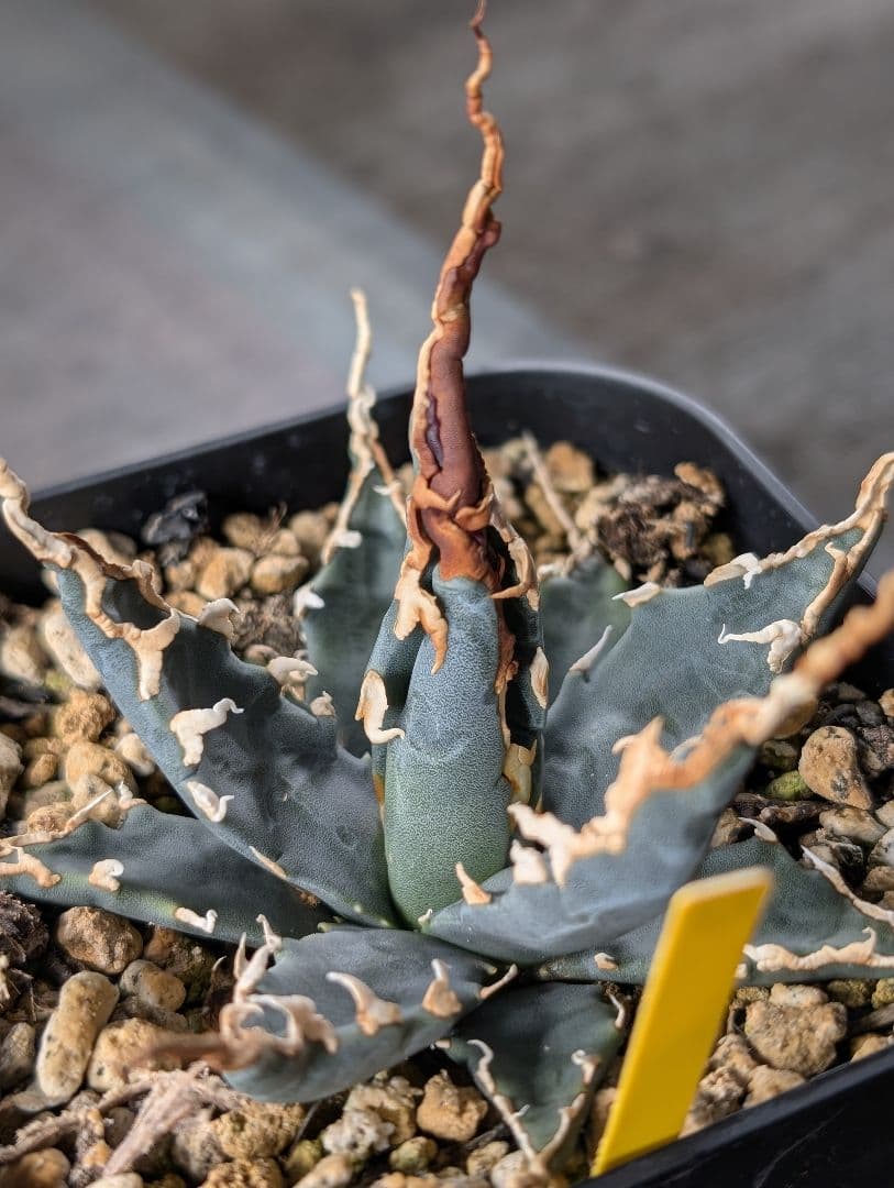 アガベ　エボリスピナ　実生　陽炎　青葉　A3 鉢ごと