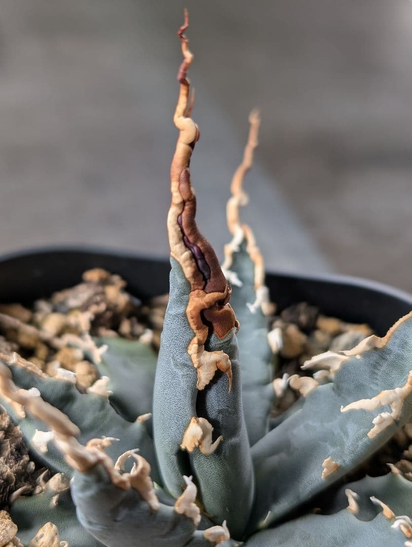 アガベ　エボリスピナ　実生　陽炎　青葉　A3 鉢ごと