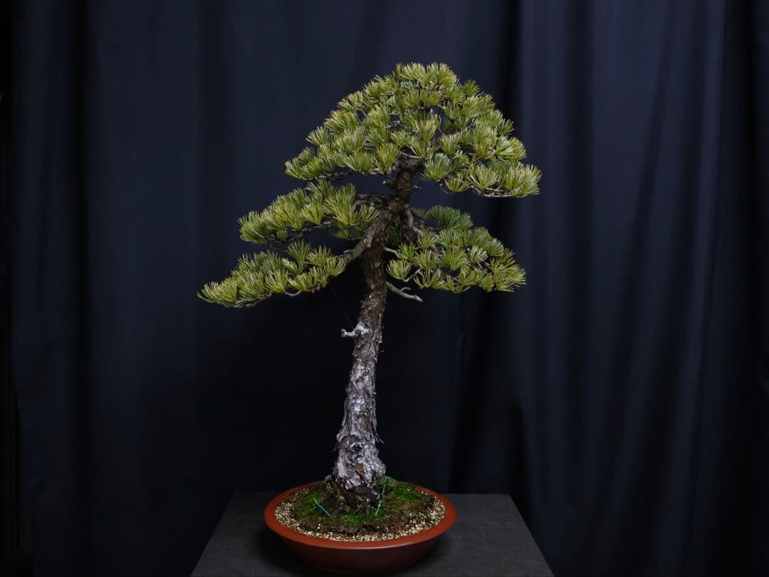 ブ*グ様 フォロワー300人記念オークション 五葉松　文人 盆栽 大品盆栽　樹高
