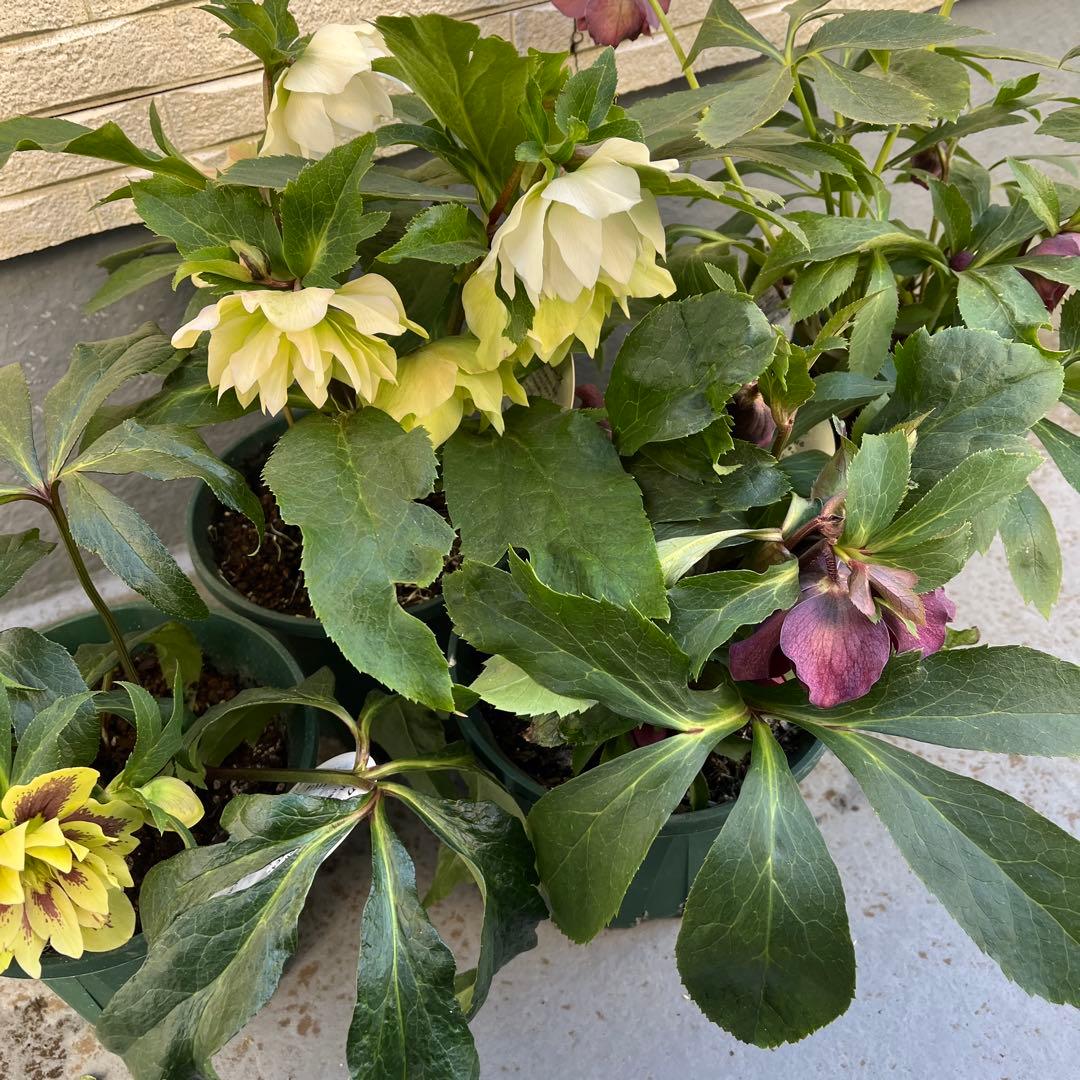 クリスマスローズ　八重　ダブル　５号　４鉢セット　現物　2月１日撮影　Ｂ