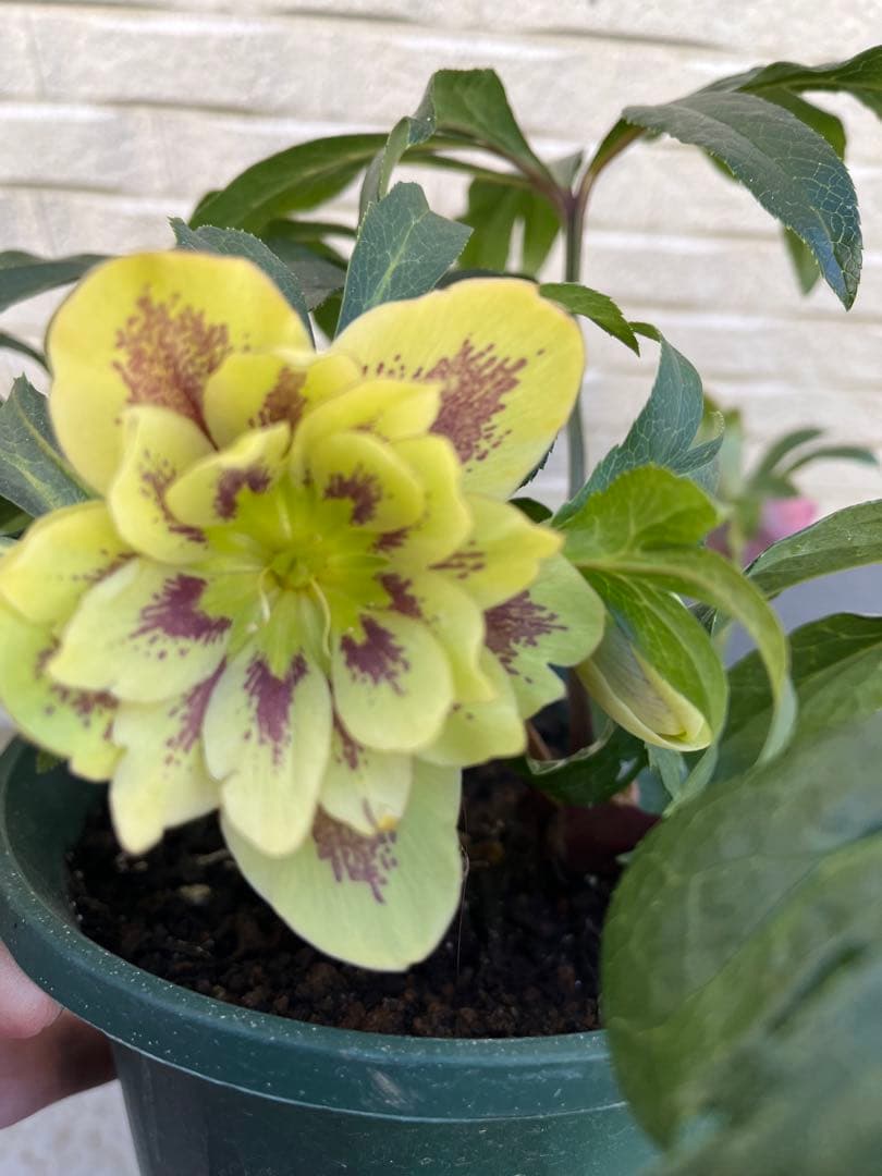 クリスマスローズ　八重　ダブル　５号　４鉢セット　現物　2月１日撮影　Ｂ