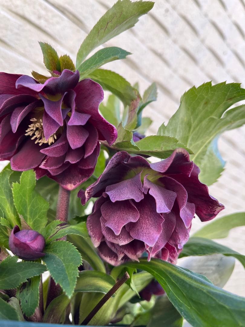 クリスマスローズ　八重　ダブル　５号　４鉢セット　現物　2月１日撮影　Ｂ